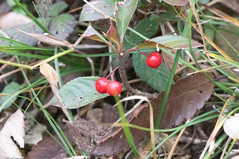 Ardisia japonica, photographed by WATANABE Hitoshi 渡辺仁