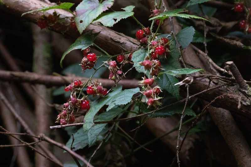Rubus hakonensis, photographed by WATANABE Hitoshi 渡辺仁