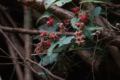 Rubus hakonensis, photographed by WATANABE Hitoshi 渡辺仁