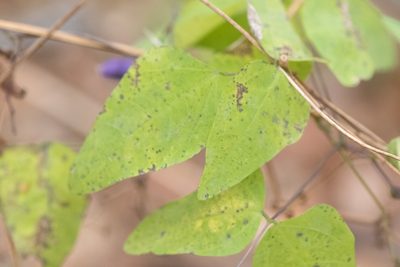 Dumasia truncata, photographed by WATANABE Hitoshi 渡辺仁