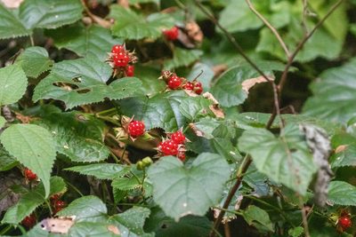 Rubus hakonensis, photographed by WATANABE Hitoshi 渡辺仁