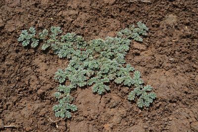 Coldenia procumbens, photographed by S.MORE