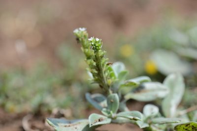Euploca ovalifolia, photographed by S.MORE