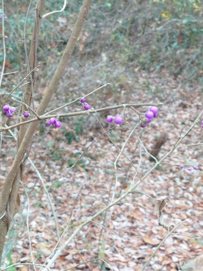 Callicarpa mollis, photographed by WATANABE Hitoshi 渡辺仁