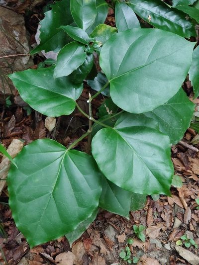 Marsdenia tomentosa, photographed by WATANABE Hitoshi 渡辺仁