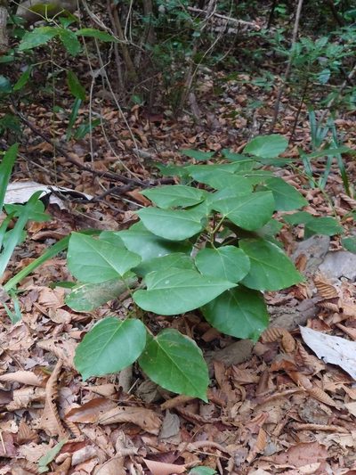 Marsdenia tomentosa, photographed by WATANABE Hitoshi 渡辺仁