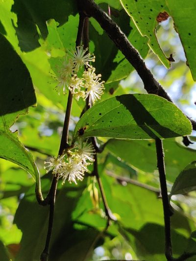 Flacourtia montana, photographed by T R Shankar Raman