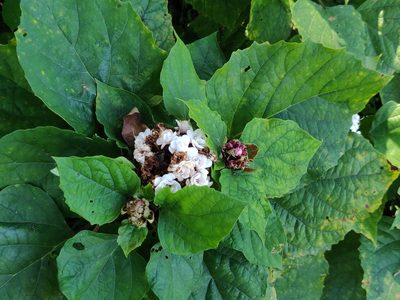 Clerodendrum chinense, photographed by T R Shankar Raman