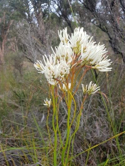Conospermum teretifolium, photographed by Em Lamond