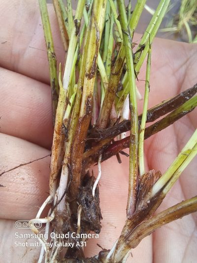 Isolepis natans, photographed by kevin koen