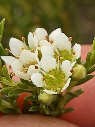 Diosma tenella, photographed by kevin koen