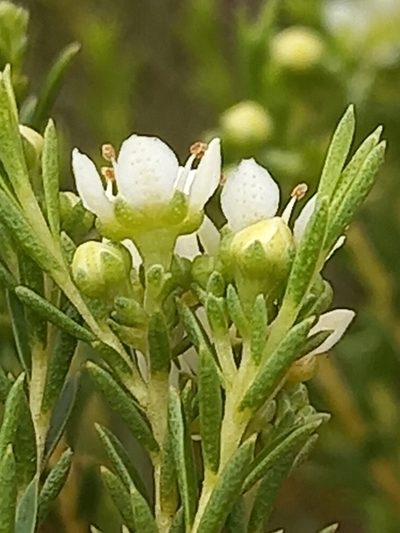Diosma tenella, photographed by kevin koen