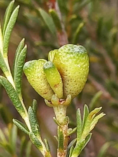 Diosma tenella, photographed by kevin koen