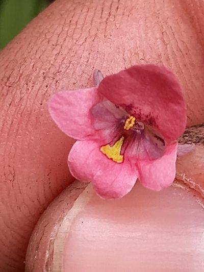 Diascia patens, photographed by kevin koen