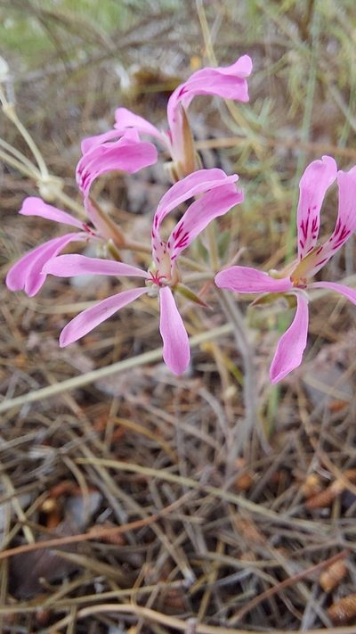 Pelargonium viciifolium, photographed by Jacques van der Merwe