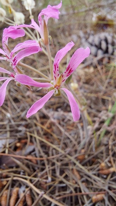 Pelargonium viciifolium, photographed by Jacques van der Merwe