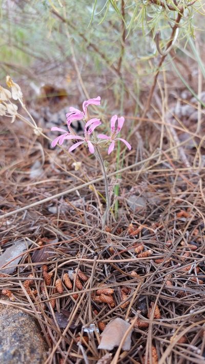 Pelargonium viciifolium, photographed by Jacques van der Merwe