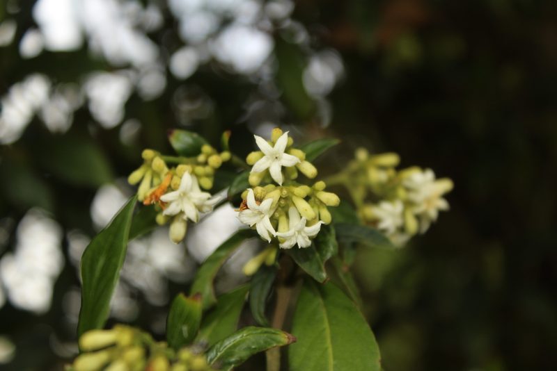 Palicourea gonzaleziana, photographed by Andrés Ramírez-Barrera