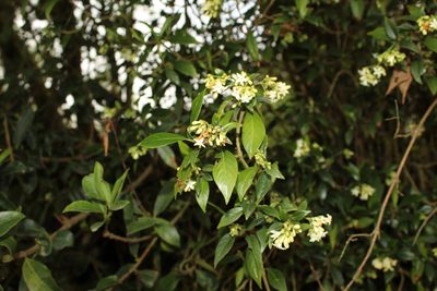 Palicourea gonzaleziana, photographed by Andrés Ramírez-Barrera