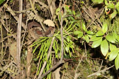 Diphasiastrum thyoides, photographed by Andrés Ramírez-Barrera