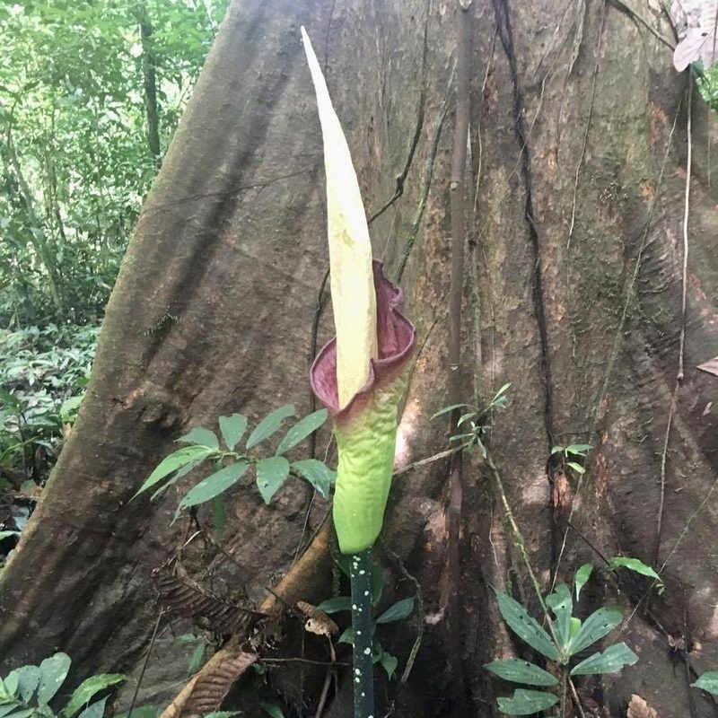 Amorphophallus hewittii, photographed by James K. Douch