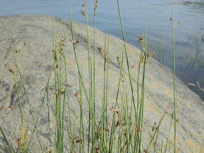 Juncus balticus, photographed by Louis Imbeau