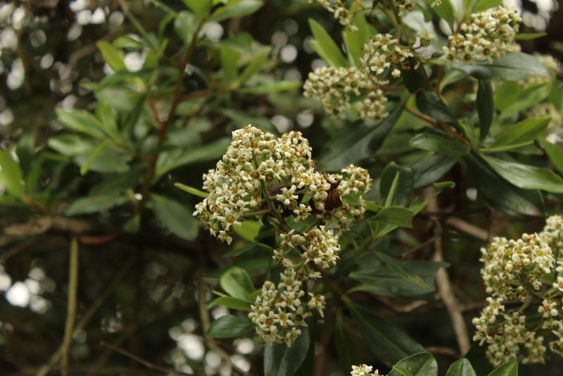 Escallonia paniculata, photographed by Andrés Ramírez-Barrera