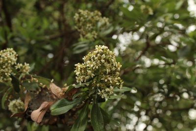 Escallonia paniculata, photographed by Andrés Ramírez-Barrera