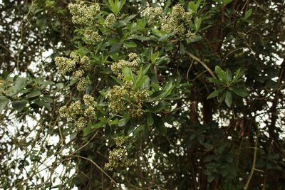 Escallonia paniculata, photographed by Andrés Ramírez-Barrera