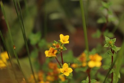 Chaetolepis microphylla, photographed by Andrés Ramírez-Barrera