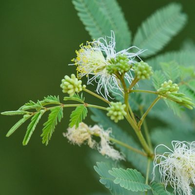 Desmanthus fruticosus, photographed by Bill Levine