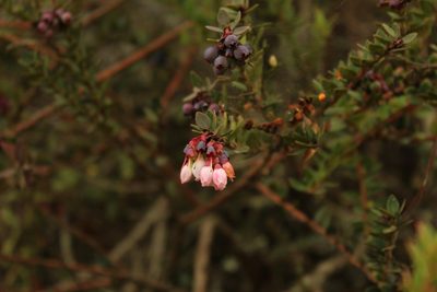 Vaccinium floribundum, photographed by Andrés Ramírez-Barrera