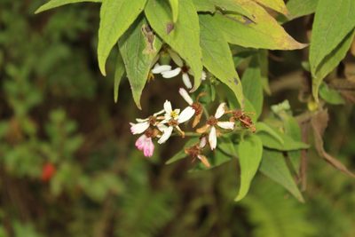 Alloispermum caracasanum, photographed by Andrés Ramírez-Barrera