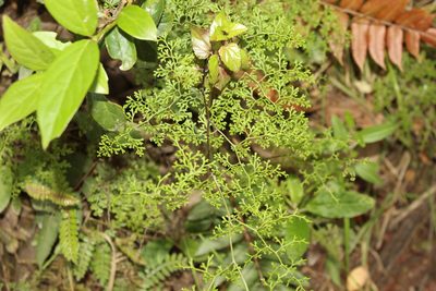 Jamesonia flexuosa, photographed by Andrés Ramírez-Barrera