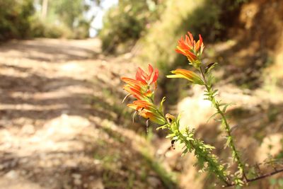 Castilleja fissifolia, photographed by Andrés Ramírez-Barrera