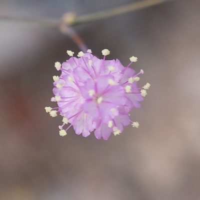 Boerhavia triquetra, photographed by Bill Levine