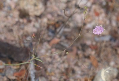 Boerhavia triquetra, photographed by Bill Levine