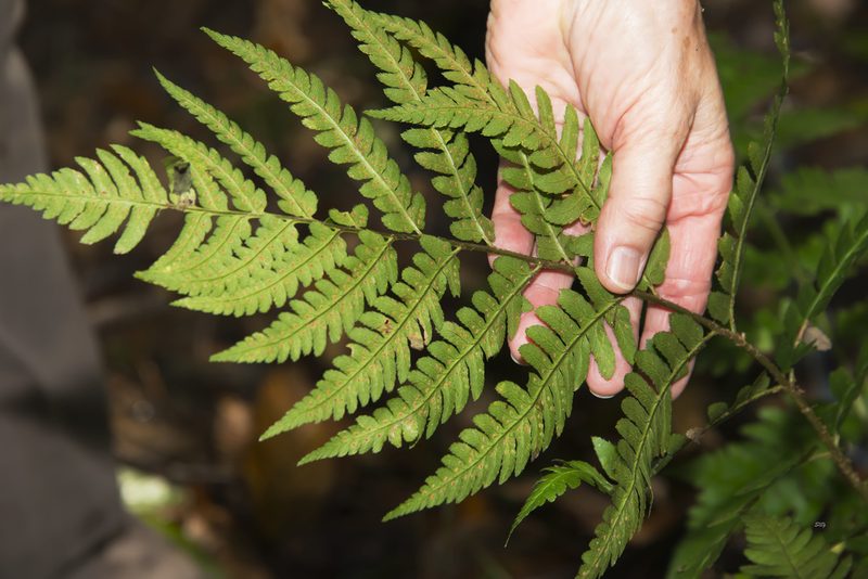 Dryopteris celsa, photographed by Seig