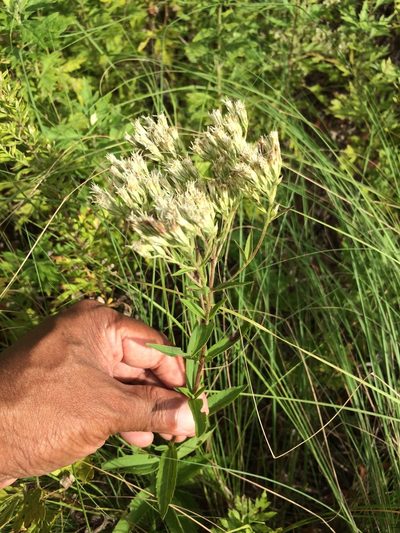 Eupatorium subvenosum, photographed by Dilrukshan Priyantha Wijesinghe