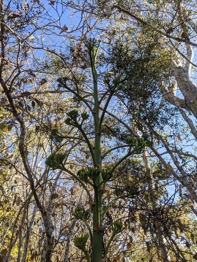Agave horrida, photographed by Lyrae