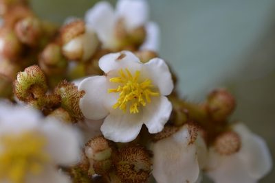 Saurauia madrensis, photographed by Neptalí Ramírez Marcial