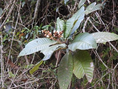 Saurauia madrensis, photographed by Neptalí Ramírez Marcial