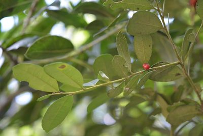 Ilex discolor, photographed by Neptalí Ramírez Marcial