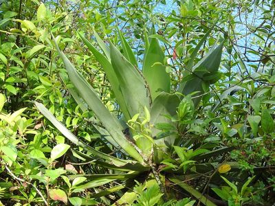 Agave warelliana, photographed by Neptalí Ramírez Marcial