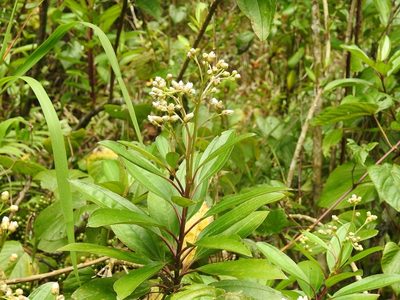 Baccharis pedunculata, photographed by Neptalí Ramírez Marcial