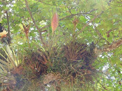 Tillandsia lampropoda, photographed by Neptalí Ramírez Marcial
