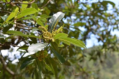 Clethra suaveolens, photographed by Neptalí Ramírez Marcial