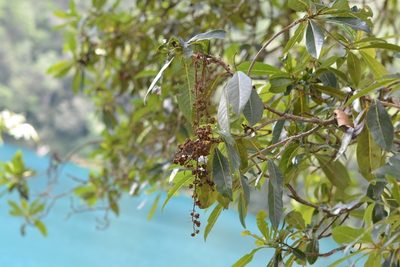Clethra suaveolens, photographed by Neptalí Ramírez Marcial