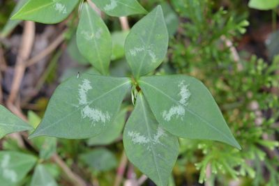 Euphorbia lancifolia, photographed by Neptalí Ramírez Marcial