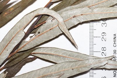 Salix pellita, photographed by Allan Harris
